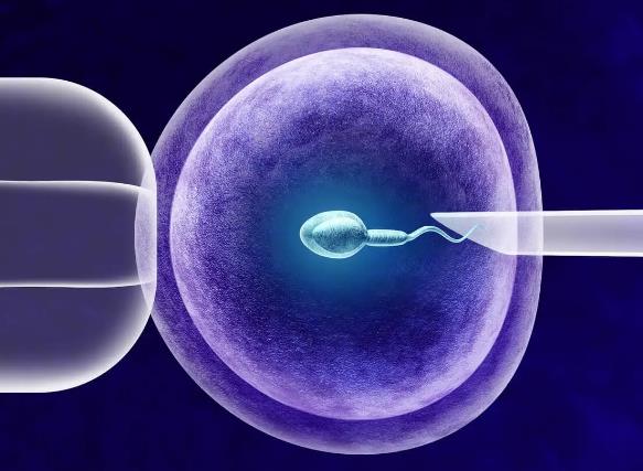 试管促排卵子越多越好吗，揭晓试管成功率的几大影响因素
