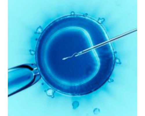 国内哪里有供卵机构,新*儿喝羊奶好还是牛奶好，新*儿适合羊奶还是牛奶