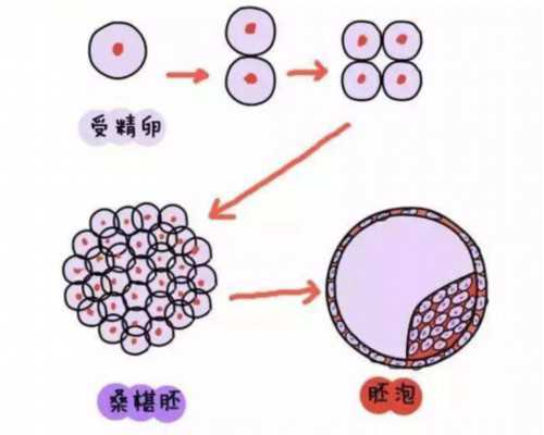 中国捐卵价格,试管婴儿移植后有腹泻，会影响胚胎着床吗？